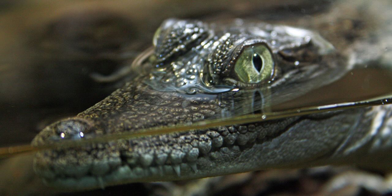 « Il y a un animal » de Daran