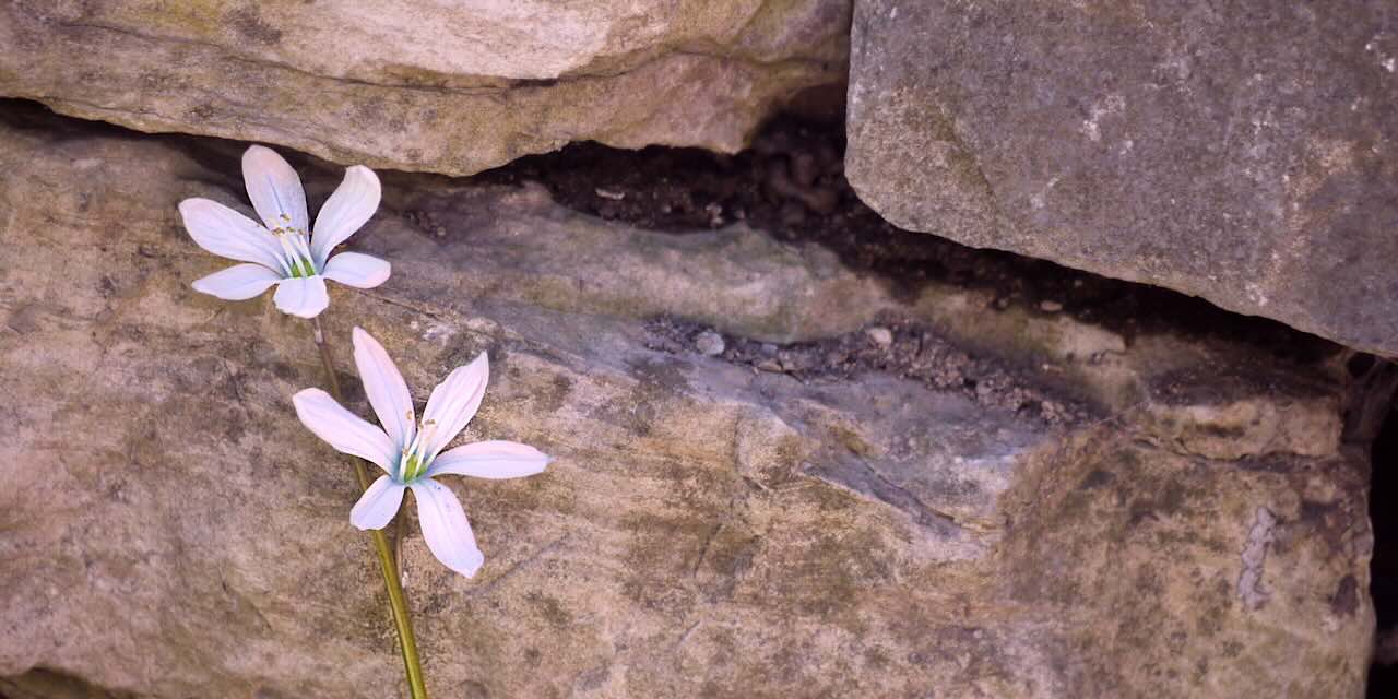 Une journée au domaine de la chouette